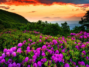 紫色杜鵑花在夕陽下覆蓋山坡，帶有橙色雲彩。 — 紫色花朵 壁紙