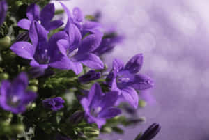 紫色風鈴草，花瓣上有水珠，背景模糊。