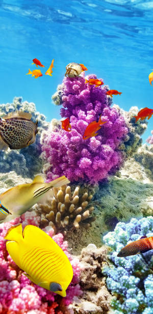 色彩繽紛的熱帶魚在清澈的藍色海水中，在充滿活力的珊瑚礁之間游動。