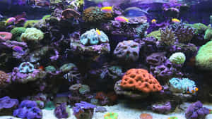 色彩繽紛的熱帶魚在充滿活力的水族館中於生動的珊瑚結構之間游動。 — 水下 壁紙