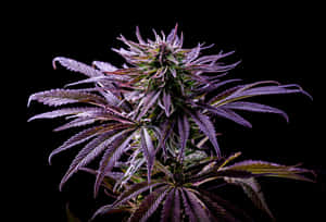 一株紫色大麻植物，葉子和花蕾細節清晰，背景為黑色。