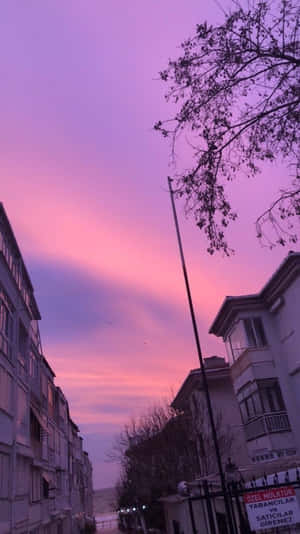 黃昏時分的城市街道，粉紅色和紫色天空，光禿禿的樹枝。 — 淺紫色動態圖片 壁紙
