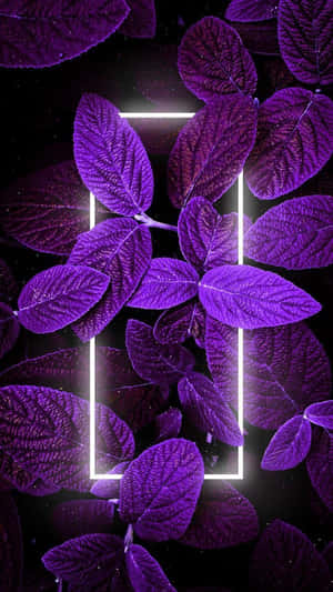 紫色發光的葉子由霓虹矩形框住，背景是星空黑色。 — 霓虹 壁紙