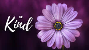 在紫色漸變背景上，'Be Kind' 文字旁邊有一朵帶有露珠的紫色雛菊。