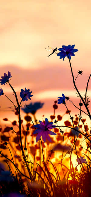 蜻蜓在日落時飛過紫色花朵 — 紫色花朵 壁紙