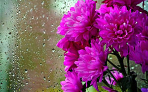 透過雨窗看到的粉紅色花朵。 — 紫色花朵 壁紙