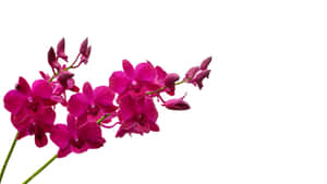 鮮豔的洋紅色蘭花，綠色莖幹，白色背景。 — 紫色花朵 壁紙