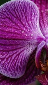 帶有水珠同細緻葉脈嘅鮮豔紫色蘭花花瓣。 — 紫色 壁紙
