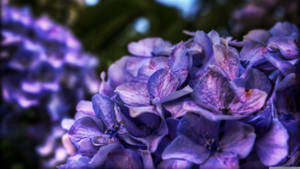 柔和焦點花園環境中的鮮豔紫色繡球花 — 紫色花朵 壁紙