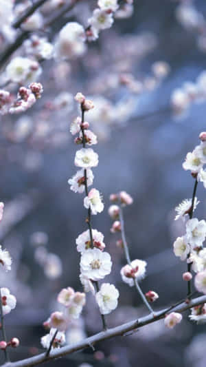 特寫白粉紅梅花在枝條上，背景柔和藍色。 — 冬日美學 壁紙