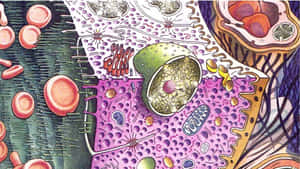 人類細胞及內部胞器的多彩科學插圖。