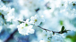 白色櫻花在樹枝上，背景柔和藍色。 — 白色美學gif 壁紙