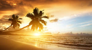 棕櫚樹在平靜海洋上的金色夕陽映襯下形成剪影。