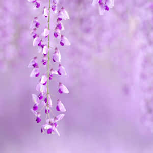 一簇懸掛的紫色紫藤花，背景柔和模糊。 — 紫色花朵 壁紙