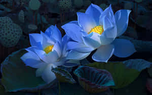兩朵發光的藍色蓮花，帶有金色花心，在暗水中盛開。 — 蓮花 壁紙