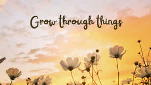 白色大波斯菊在金色日落天空下形成剪影，並帶有文字 Grow through things。