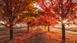 陽光穿過鮮紅的楓樹，灑在鋪滿落葉的小徑上。 — 秋天 壁紙