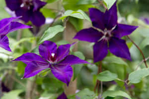 花園環境中，深紫色鐵線蓮花與綠葉。 — 紫色花朵 壁紙