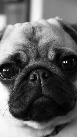 八哥犬表情豐富的臉部特寫黑白照片。
