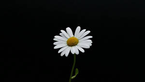 一朵白色雛菊，黃色花心，黑色背景 — 雛菊 壁紙