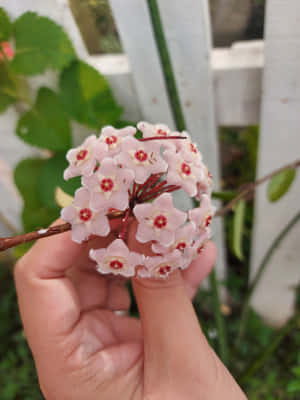 手在白色籬笆附近握著一簇粉紅色星形花朵，花心呈紅色。