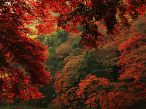 鮮紅的楓樹框住秋日森林山谷。