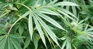 自然光下大麻植物葉片和花蕾的特寫。