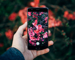 手持電話顯示花園中粉紅開花灌木