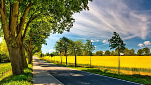 一條鋪砌的道路兩旁樹木成行，穿過金色的田野，上方是清澈的藍天。