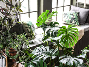 窗台上豐富的室內植物，搭配靠墊和書籍