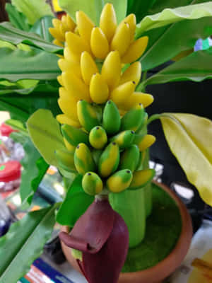 一盆香蕉植物，帶有黃色和綠色的香蕉以及一個紫色的花蕾。