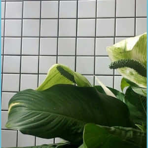 帶有雜色葉片的和平百合植物，背景為白色瓷磚牆。 — 淺綠色美學動態圖 壁紙