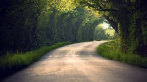 一條蜿蜒的道路被綠色樹冠遮蔽，陽光透過樹冠灑落。 — 樹 壁紙