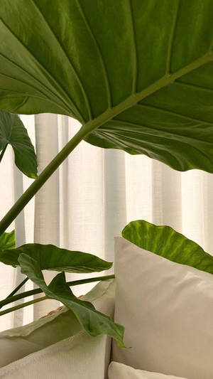 在寧靜的室內環境中，熱帶植物葉片靠近白色枕頭和窗簾。 — 淺綠色美學動態圖 壁紙