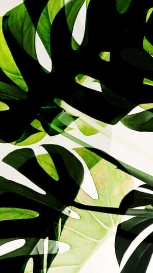 綠色 2160 x 3840 背景 — 綠色動態圖 壁紙