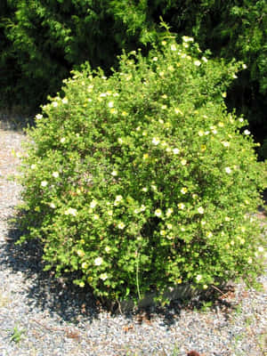 陽光明媚的日子裡，礫石花園中開花的灌木。 — 植物 壁紙
