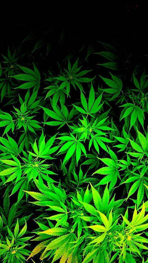 螢光綠色大麻葉在黑色背景上發光。