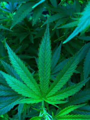 充滿活力的綠色大麻葉，葉緣呈鋸齒狀，葉脈可見。