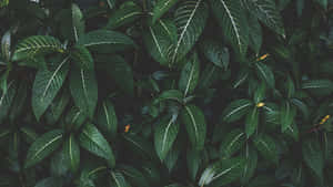 植物背景 — 植物 壁紙