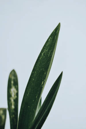 綠色植物葉子的特寫，背景為淡藍色。