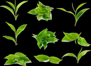 剪貼畫葉子 綠茶葉 - 抹茶葉 — 樹葉 壁紙