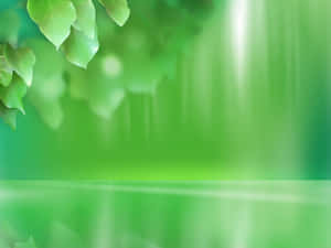專業背景 — 綠色動態圖 壁紙