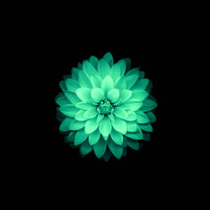 一朵發光的青綠色大麗花，位於黑色背景中央。 — 花卉 iPhone 壁紙