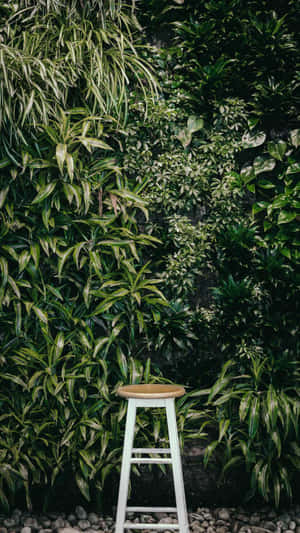 白色凳子前有茂密綠色植物牆及碎石