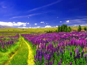 一條泥土小徑蜿蜒穿過紫色花田，背景有山脈。 — 紫色花朵 壁紙