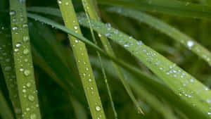 雨後覆蓋著閃爍露珠的綠色草葉。