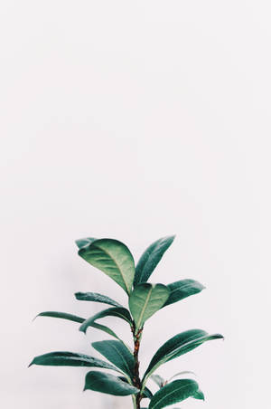 白色背景上的綠色葉子植物