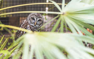 橫斑林鴞在動物園圍欄中透過棕櫚葉窺視。 — 植物 壁紙
