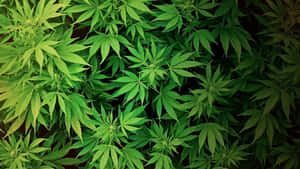 特寫鏡頭，展示茂盛嘅綠色大麻葉，邊緣有鋸齒。