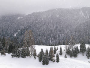 冬季暴風雪中，山坡上積雪覆蓋的松樹。